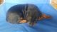 Doberman Pinscher Puppies for sale in Williamsburg, PA 16693, USA. price: $1,200