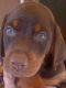 Doberman Pinscher Puppies for sale in Doniphan, MO 63935, USA. price: $800