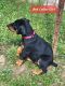 Doberman Pinscher Puppies for sale in New Martinsville, WV 26155, USA. price: $900