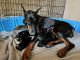 Doberman Pinscher Puppies for sale in Newton, NC 28658, USA. price: NA