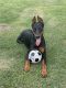 Doberman Pinscher Puppies for sale in New Bern, NC, USA. price: NA