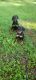 Doberman Pinscher Puppies for sale in Middletown, PA 17057, USA. price: NA