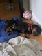 Doberman Pinscher Puppies for sale in Augusta, GA, USA. price: NA