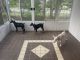 Doberman Pinscher Puppies for sale in Spring Hill, FL, USA. price: $1,000