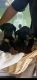 Doberman Pinscher Puppies for sale in Bakersfield, CA, USA. price: $400