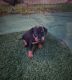 Doberman Pinscher Puppies for sale in Atwater, CA 95301, USA. price: NA