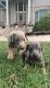Doberman Pinscher Puppies for sale in Marion, IL, USA. price: $1,500