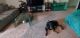 Doberman Pinscher Puppies for sale in 8257 Karole Dr, Fort Worth, TX 76120, USA. price: $4,000