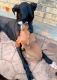 Doberman Pinscher Puppies for sale in Cleburne, TX, USA. price: $150
