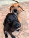 Doberman Pinscher Puppies for sale in Cleburne, TX, USA. price: NA