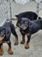 Doberman Pinscher Puppies for sale in Edgewood, MD, USA. price: $1,000