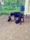 Doberman Pinscher Puppies for sale in 171 New Sweden Rd, New Sweden, ME 04762, USA. price: $1,200