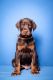 Doberman Pinscher Puppies for sale in California City, CA, USA. price: $4,500