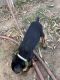 Doberman Pinscher Puppies for sale in San Marcos, CA 92078, USA. price: NA