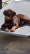 Doberman Pinscher Puppies for sale in San Bernardino, CA, USA. price: $1,500