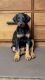 Doberman Pinscher Puppies for sale in San Bernardino, CA, USA. price: $1,500