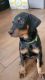 Doberman Pinscher Puppies for sale in San Bernardino, CA, USA. price: $500