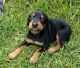 Doberman Pinscher Puppies for sale in Havelock, NC 28532, USA. price: NA