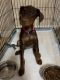 Doberman Pinscher Puppies for sale in Houston, TX, USA. price: $550