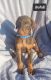 Doberman Pinscher Puppies for sale in Parkersburg, WV, USA. price: $1,500