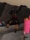 Doberman Pinscher Puppies for sale in New Castle, DE 19720, USA. price: NA