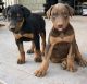 Doberman Pinscher Puppies for sale in Lincoln, CA, USA. price: $600