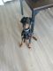 Doberman Pinscher Puppies for sale in Los Angeles, CA, USA. price: $2,000