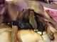 Doberman Pinscher Puppies for sale in Tacoma, WA, USA. price: $900