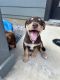 Doberman Pinscher Puppies for sale in Fort Worth, TX 76140, USA. price: $50