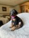 Doberman Pinscher Puppies for sale in Gainesville, GA 30501, USA. price: $1,800