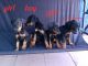 Doberman Pinscher Puppies for sale in Koreatown, Los Angeles, CA, USA. price: $750