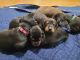 Doberman Pinscher Puppies for sale in Knoxville, TN, USA. price: $2,000
