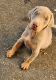 Doberman Pinscher Puppies for sale in Rock Island, IL, USA. price: $1,000
