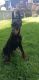Doberman Pinscher Puppies for sale in Haines Falls, NY, USA. price: $2,800