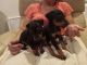 Doberman Pinscher Puppies for sale in Moweaqua, IL 62550, USA. price: $500
