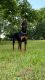 Doberman Pinscher Puppies for sale in Moselle, MS 39459, USA. price: $2,800
