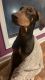 Doberman Pinscher Puppies for sale in Lawrenceville, GA 30044, USA. price: $3,000