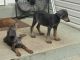 Doberman Pinscher Puppies for sale in Dumfries, VA 22026, USA. price: $450