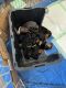 Doberman Pinscher Puppies for sale in Chesapeake, VA 23321, USA. price: $1,500