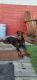 Doberman Pinscher Puppies for sale in Jersey City, NJ, USA. price: $3,000