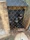 Doberman Pinscher Puppies for sale in Madison, AL, USA. price: $1,000