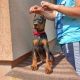 Doberman Pinscher Puppies for sale in 6607 Cove Creek Dr, Billings, MT 59106, USA. price: $950