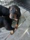 Doberman Pinscher Puppies for sale in Bay St Louis, MS, USA. price: $600