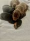 Doberman Pinscher Puppies for sale in Houston, TX, USA. price: $8,001,000