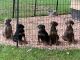 Doberman Pinscher Puppies for sale in Biltmore Lake, NC 28715, USA. price: $125,000