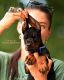 Doberman Pinscher Puppies for sale in Los Angeles, CA, USA. price: $5,900