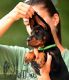 Doberman Pinscher Puppies for sale in Los Angeles, CA, USA. price: $5,900