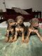 Doberman Pinscher Puppies for sale in Houston, TX, USA. price: $8,001,000