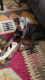 Doberman Pinscher Puppies for sale in Ballwin, MO, USA. price: $1,000