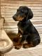 Doberman Pinscher Puppies for sale in Lubbock, TX, USA. price: $500